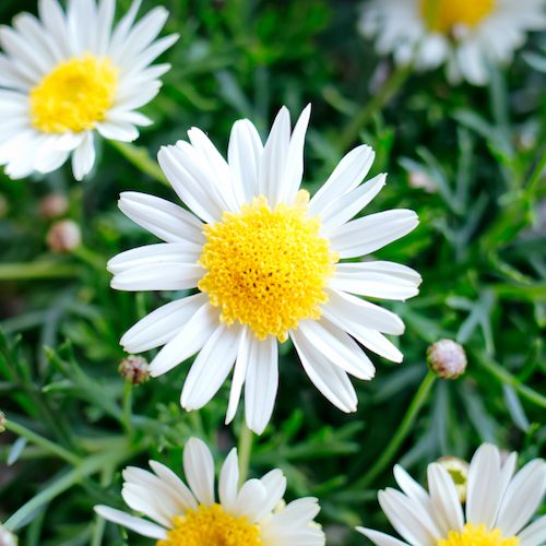 Marguerite Daisy Dutch Flower House