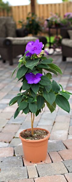 Tibouchina Urvilleana