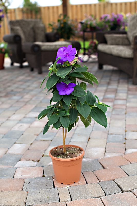 Tibouchina Urvilleana