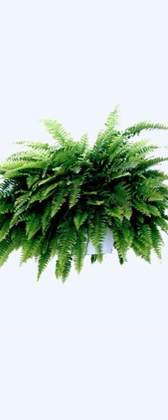 Boston Fern