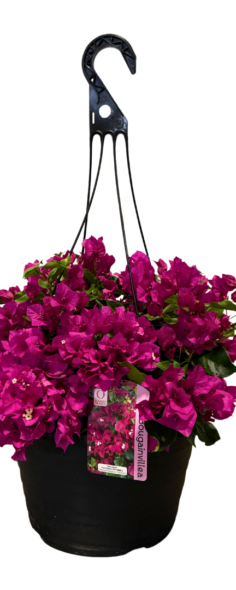 Bougainvillea Hanging Basket
