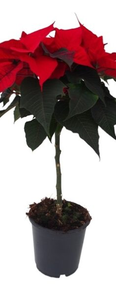 Poinsettia